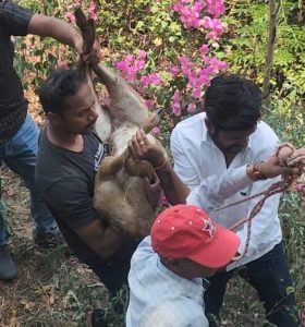 जखमी हरणाला प्राणीमित्रांकडून जीवदान  भटक्या कुत्र्यांच्या हल्ल्यात जखमी झालेल्या हरिणाचे यशस्वी रेस्क्यू